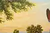 Thumbnail image 10