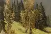 Thumbnail image 11