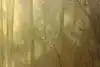 Thumbnail image 12