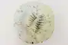 Thumbnail image 6