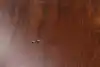 Thumbnail image 17