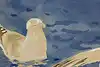 Thumbnail image 7