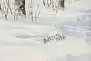 Thumbnail image 10