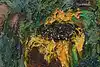 Thumbnail image 6