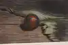 Thumbnail image 9