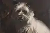 Thumbnail image 7