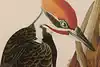 Thumbnail image 14