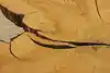 Thumbnail image 7