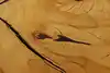 Thumbnail image 8