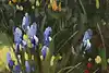 Thumbnail image 10