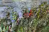 Thumbnail image 11