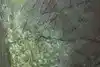 Thumbnail image 10