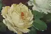 Thumbnail image 10