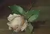 Thumbnail image 11