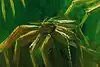 Thumbnail image 9