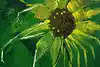 Thumbnail image 8