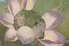 Thumbnail image 12