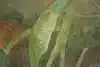 Thumbnail image 15