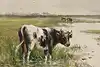 Thumbnail image 7