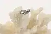 Thumbnail image 1