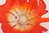 Thumbnail image 9