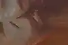 Thumbnail image 7