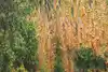 Thumbnail image 11