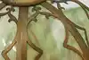Thumbnail image 23