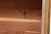 Thumbnail image 16