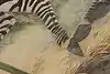 Thumbnail image 10