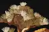 Thumbnail image 8