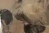 Thumbnail image 13