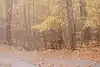 Thumbnail image 7