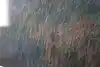 Thumbnail image 15