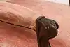 Thumbnail image 14