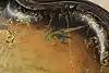 Thumbnail image 12