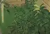 Thumbnail image 6