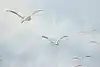 Thumbnail image 9
