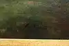 Thumbnail image 11