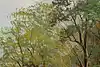 Thumbnail image 8