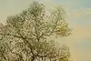 Thumbnail image 9