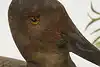 Thumbnail image 9