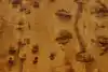 Thumbnail image 12