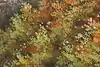 Thumbnail image 13
