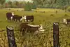 Thumbnail image 7