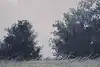Thumbnail image 9