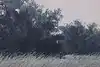 Thumbnail image 10