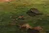 Thumbnail image 9