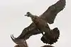Thumbnail image 16