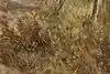 Thumbnail image 10